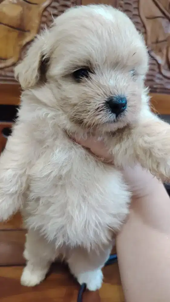 Dijual anakan shitzu mix poodle ibu shitzu ayah poodle