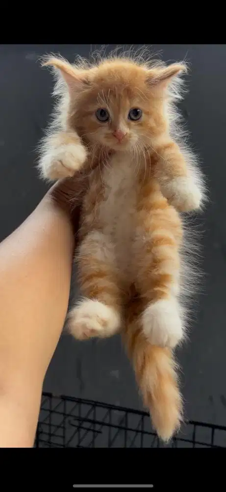 Kucing persian/ persia