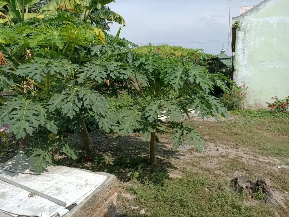 Dijual Tanah dekat bandara kualanamu