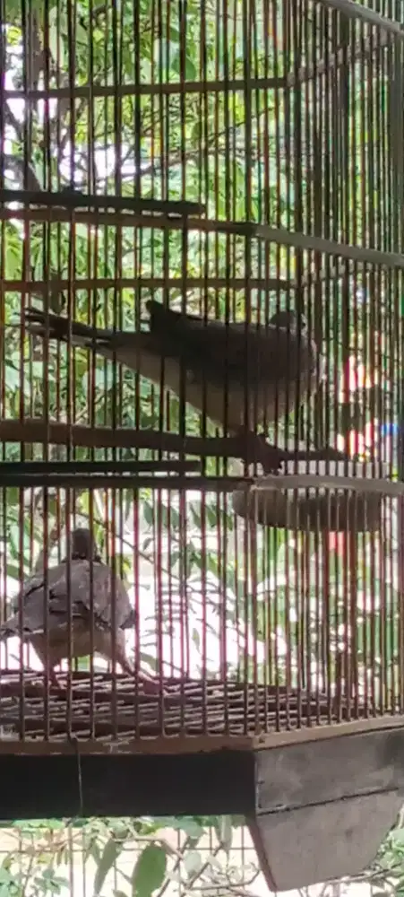 burung derkuku sepasang,