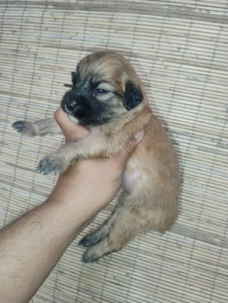 Puppy you poodle betina 6 minggu