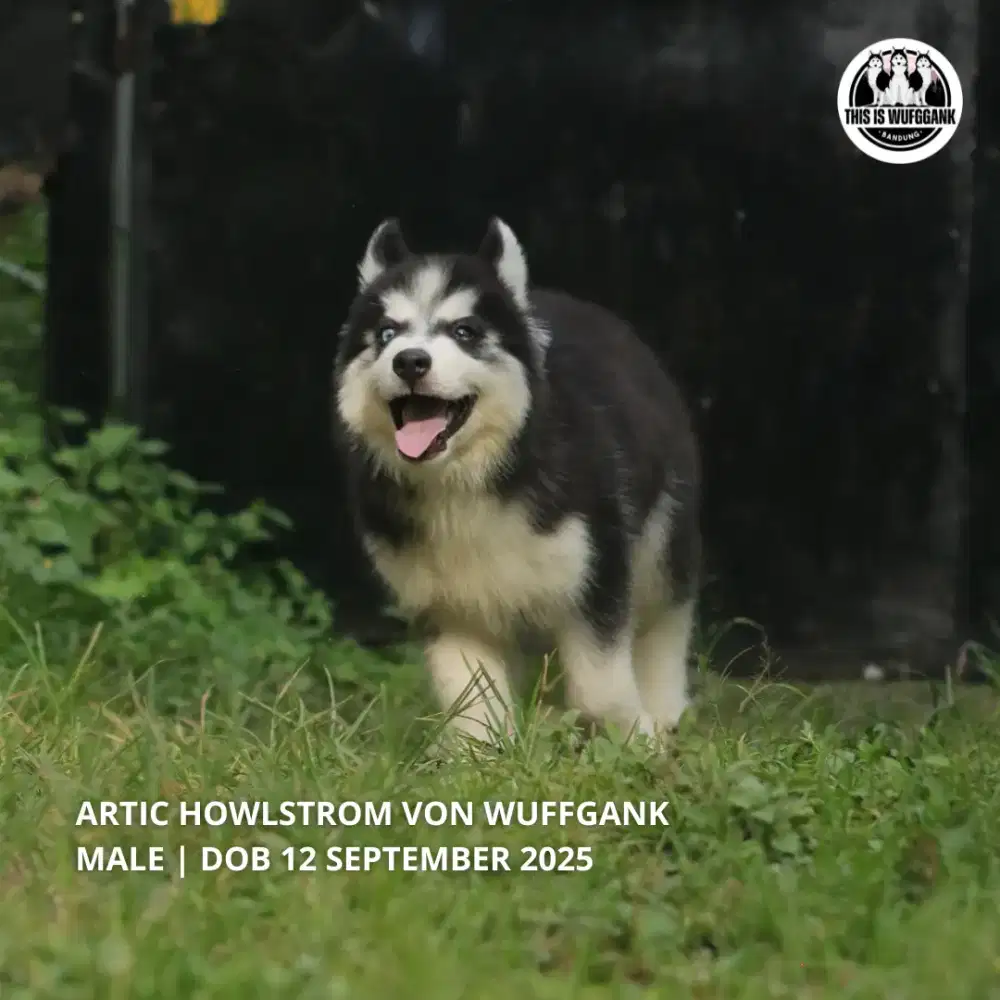 Siberian Husky Good Quality