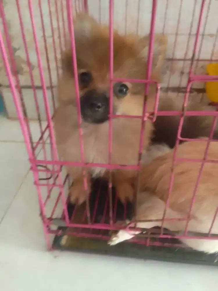 di jual anjing mini pom