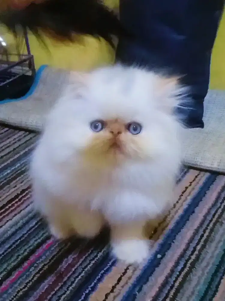 Kucing Persia Peaknose Jantan Himalaya Red Point