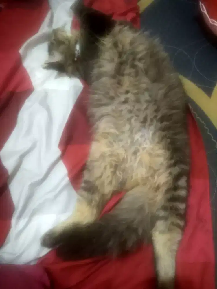 Kucing Persia mix jantan 5bln bulu tebal ekor kemoceng