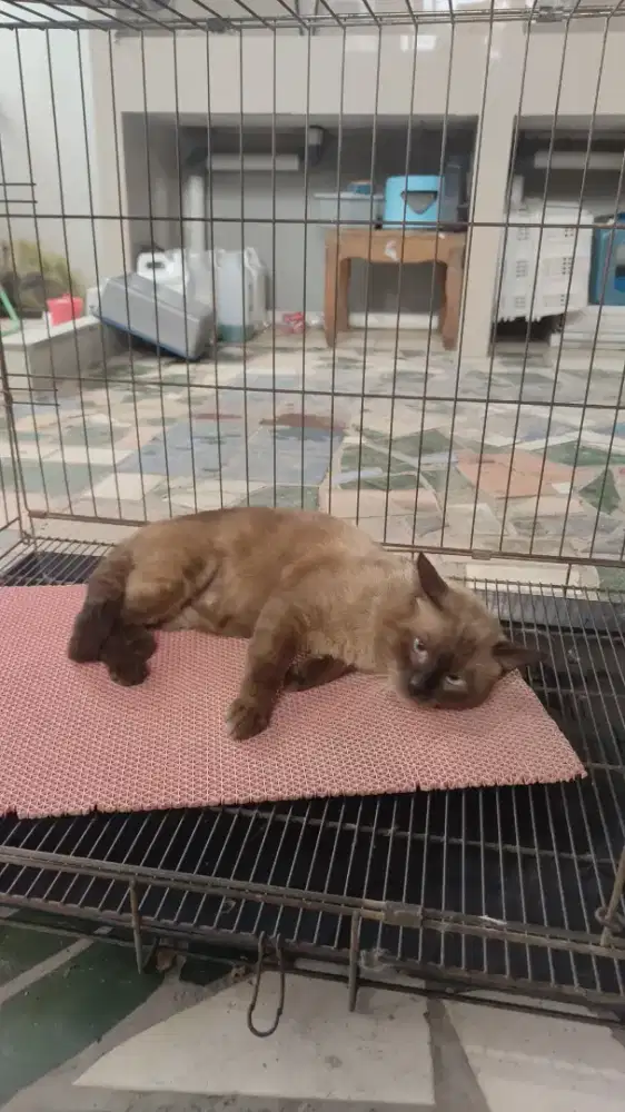 Kucing siam cinamon choco