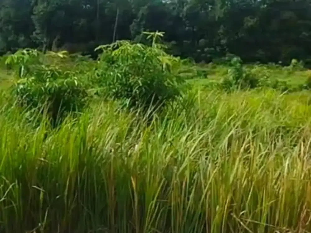 Jual kavling di Teluk Kijing Palembang Cocok untuk minimarket