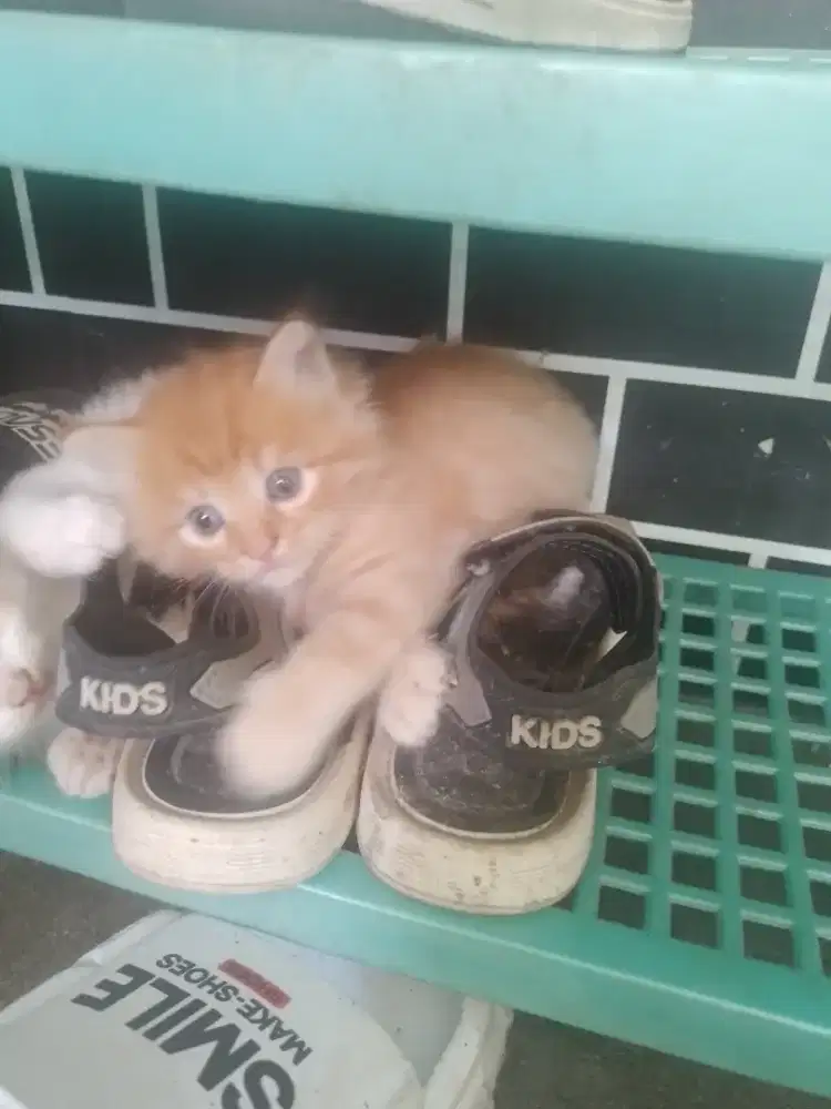 KITTEN OYEN ( JANTAN )