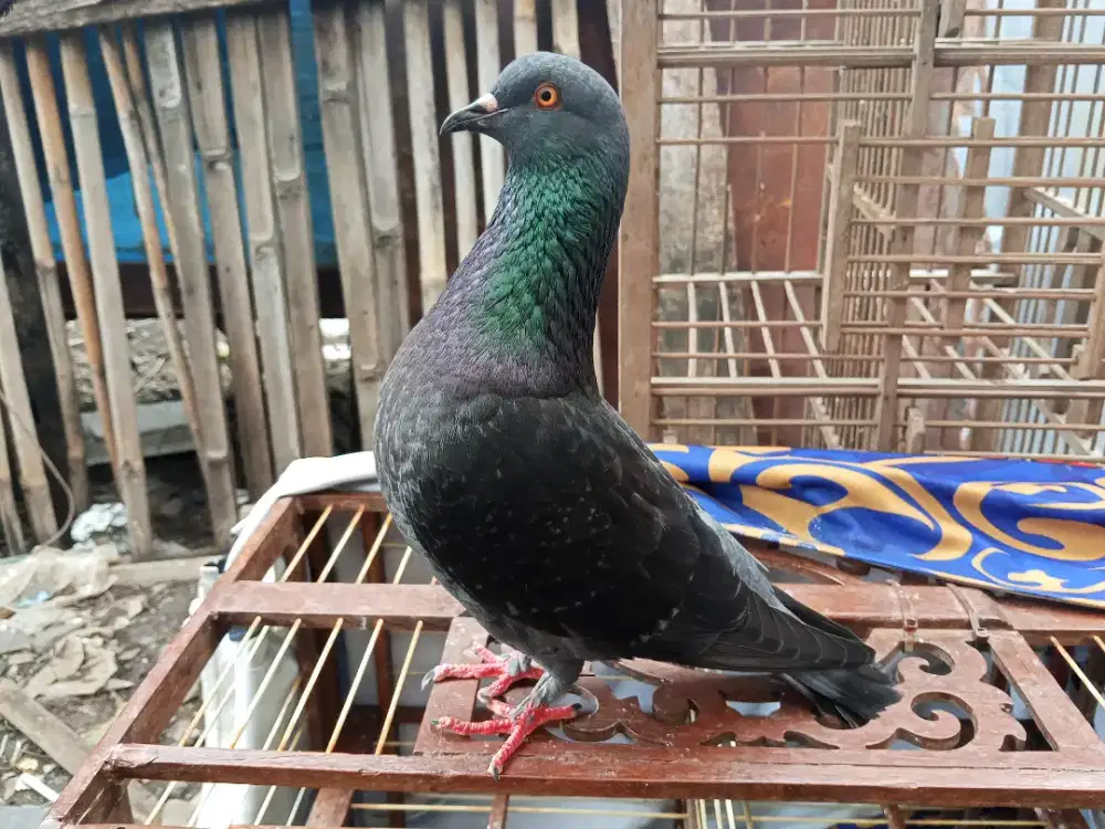 Burung dara merpati kolong player video ada