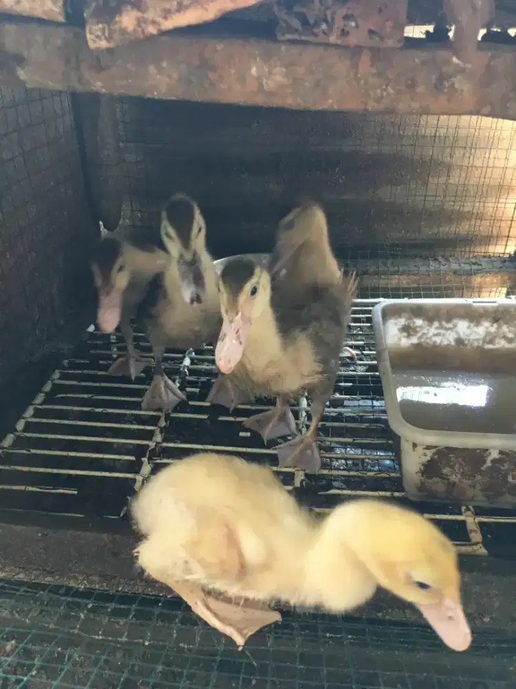 Entok rambon blaster anakan