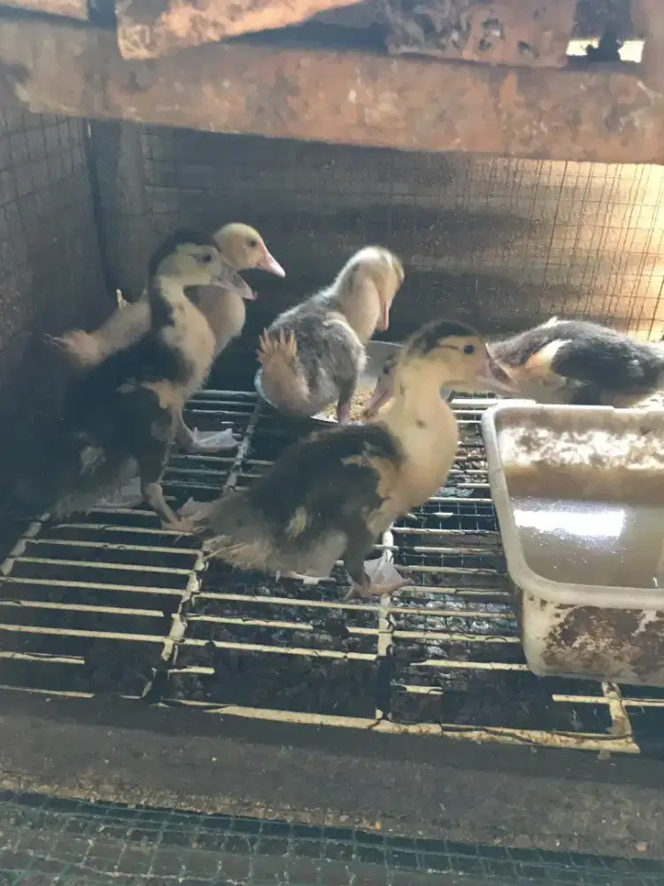 Anakan entok blaster