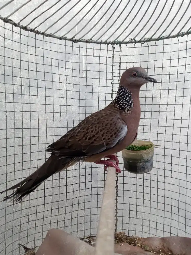 Dekukur jantan bunyi