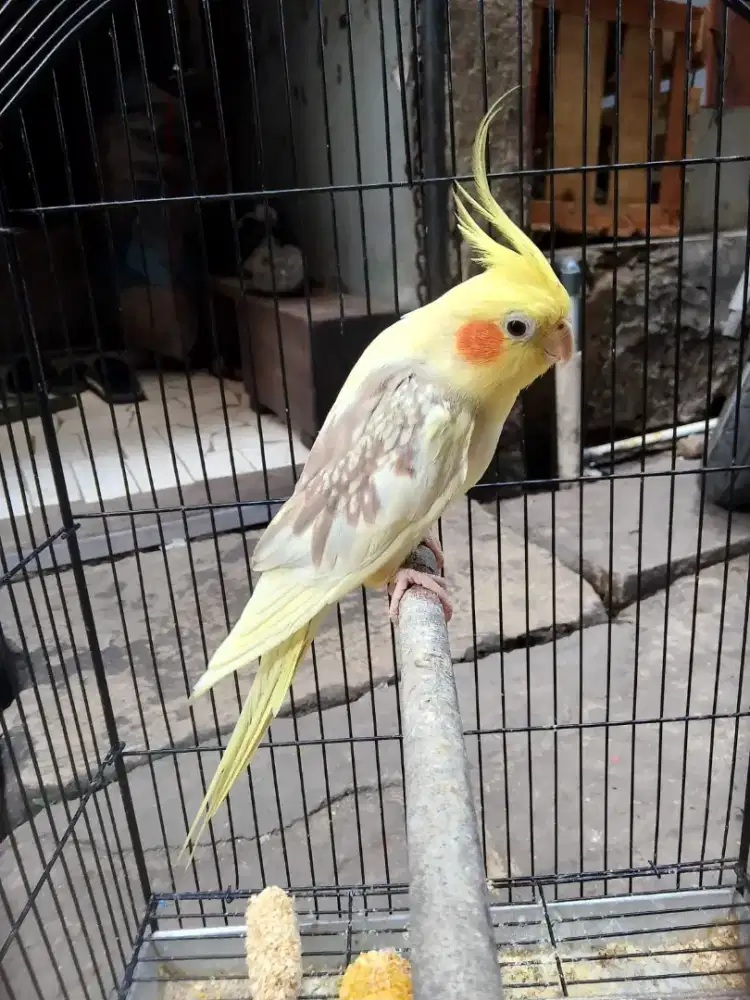 Burung falk / parkit australia Betina