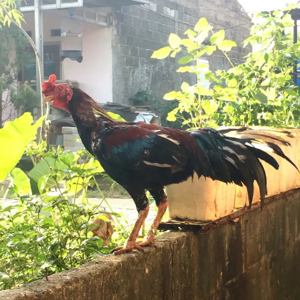 Ayam jago kampung