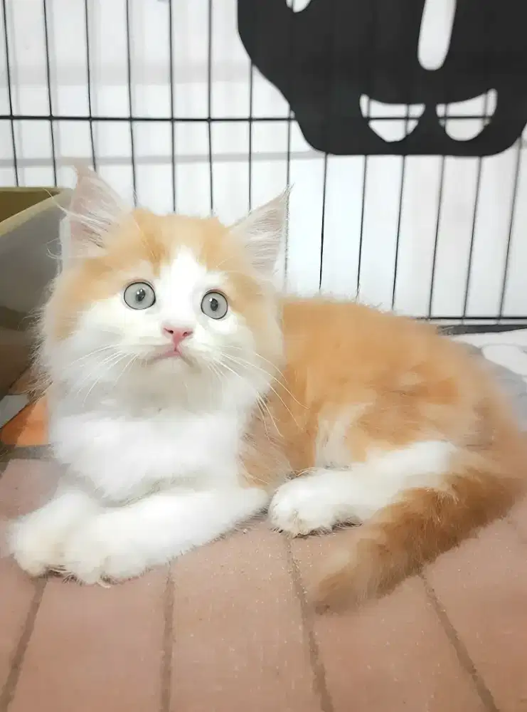 Kucing persia jantan