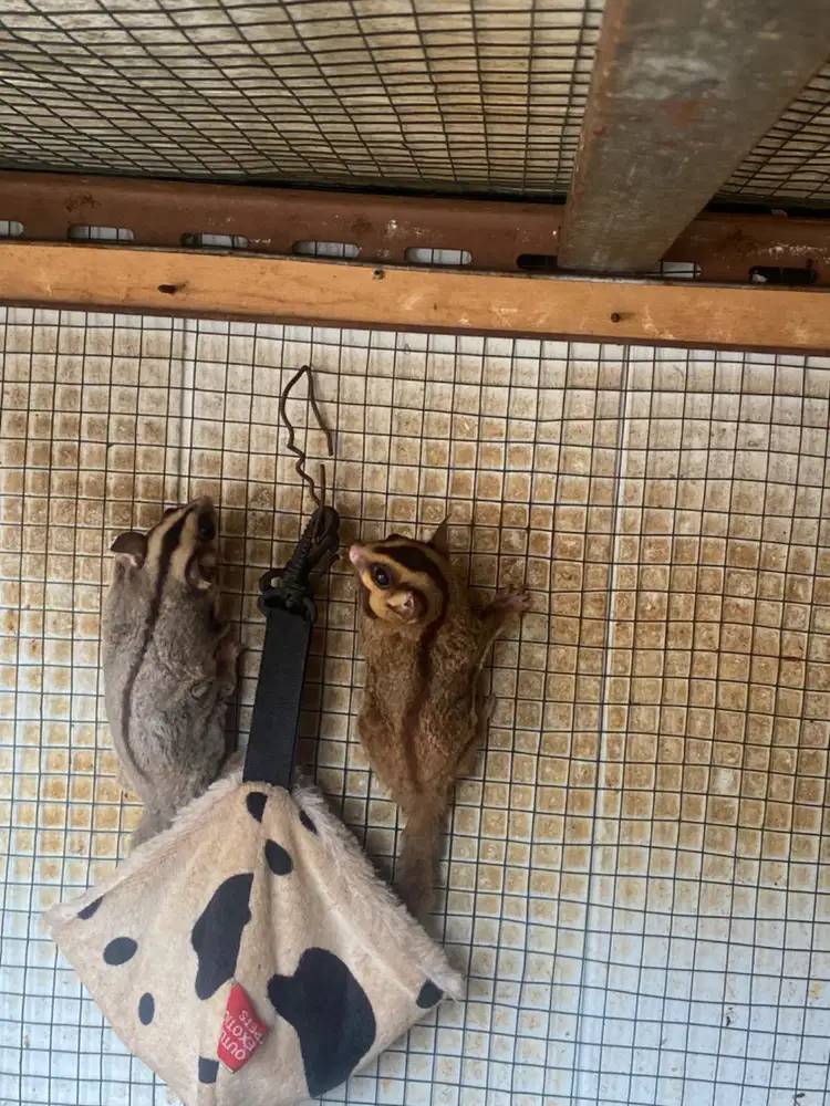 Sugar glider classic