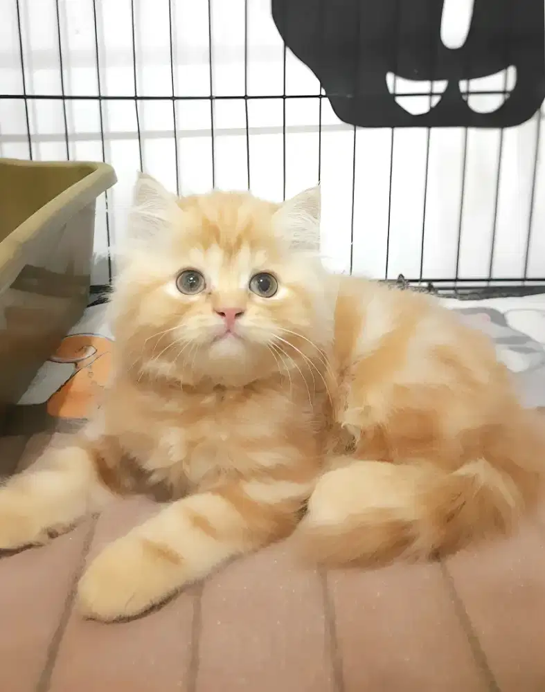 Kucing persia jantan