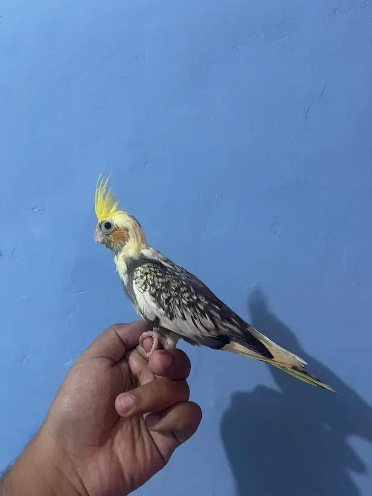 Falk cockatiel Jinak total aman untuk anak anak