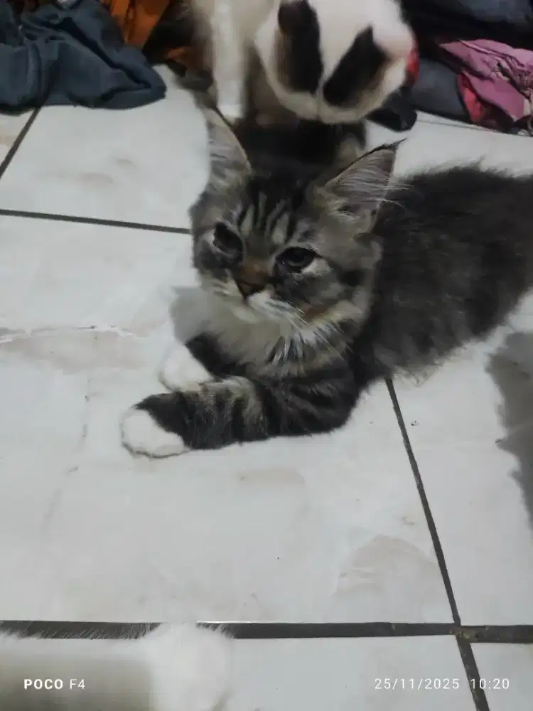 Open adopt kitten persia