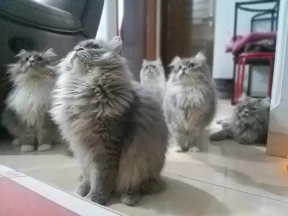 Dibutuhkan Cat Sitter Full Time (Live-in)Jatisari, Bekasi