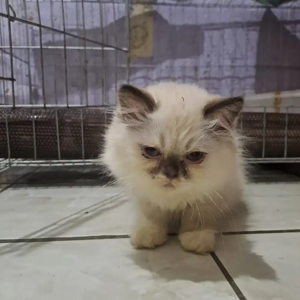 Lepas adopt kitten himalaya