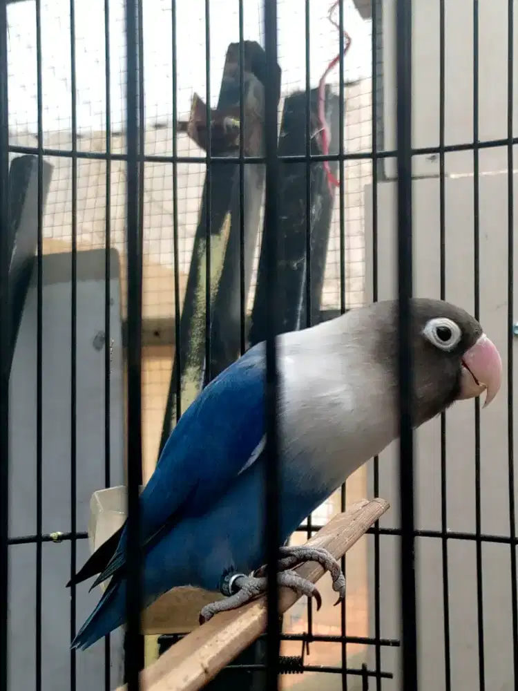 Lovebird biru betina dewasa