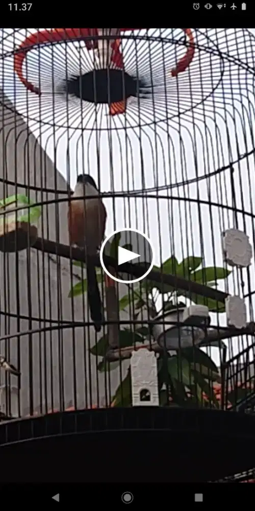 Pentet jateng  body gede rajin fs tt boleh