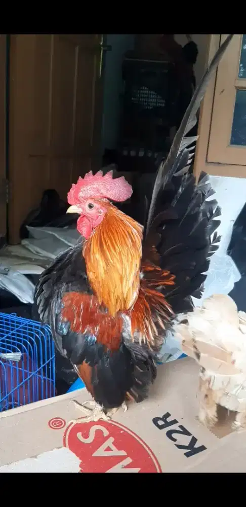 Serama jantan merah menawan