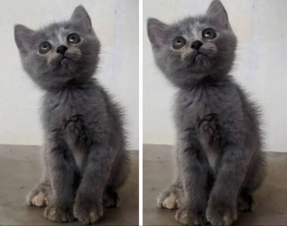 Kucing kitten British shorthair bluetortie