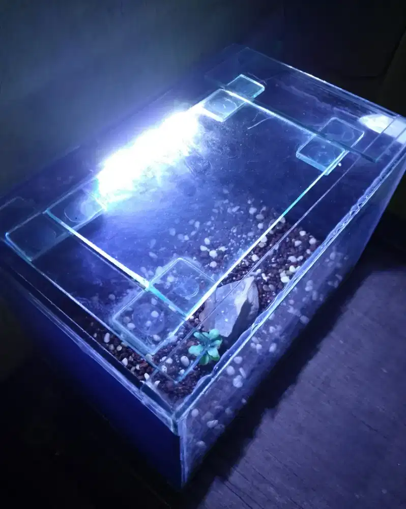 Aquarium ukuran 35cmx23cm