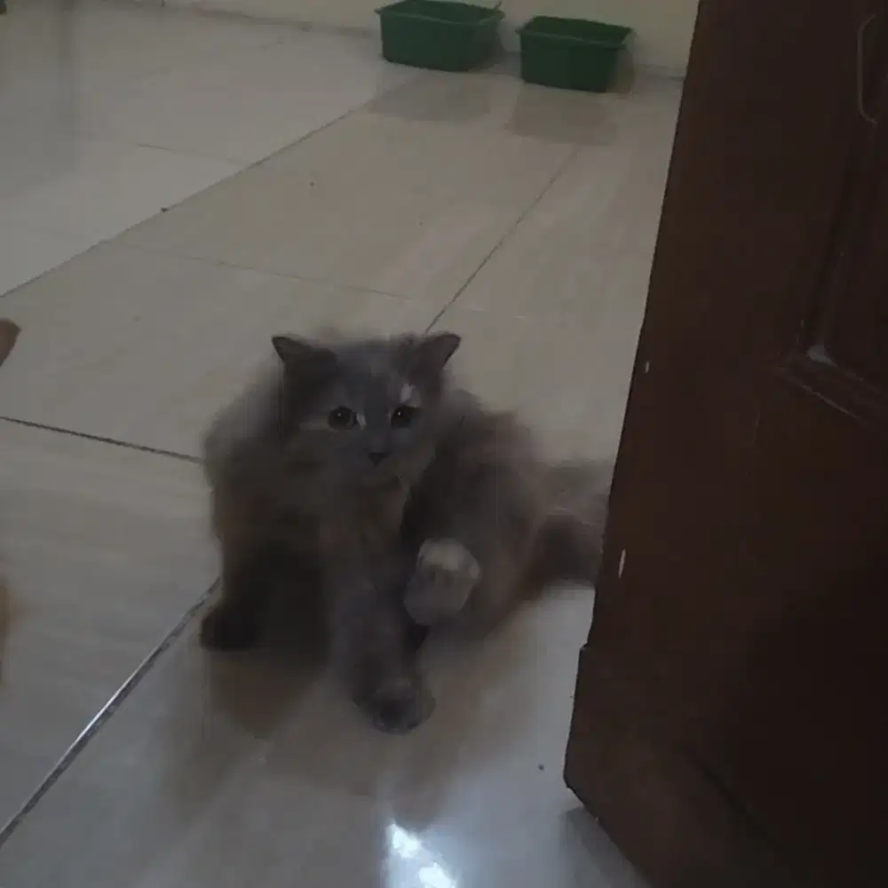 Jual kucing Cewe