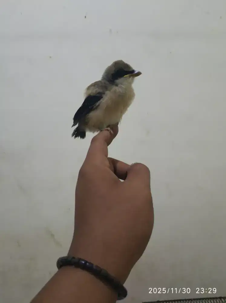 Lolohan cended jinak