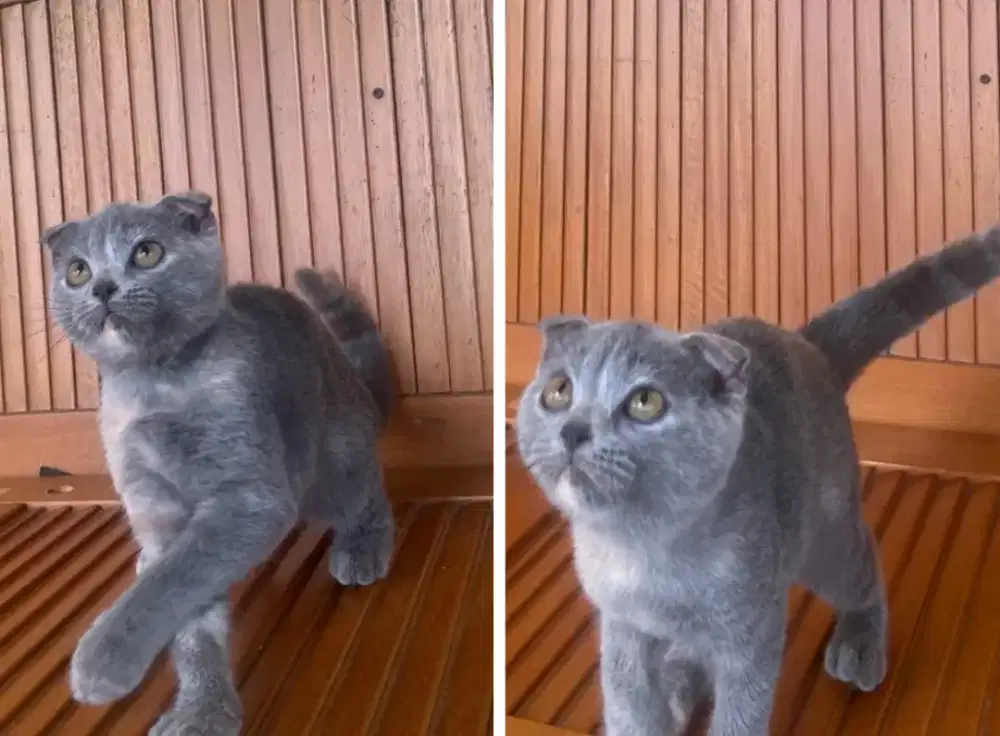 Kucing kitten British SCOTTISH fold shorthairr super gembul