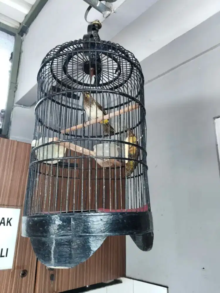 Burung ck Wilis mulus poetoral buyi rajin aj sama kndang ye