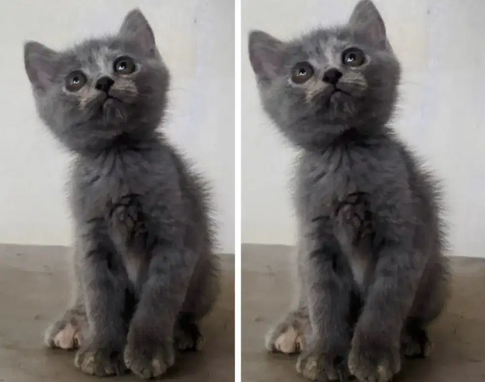 Kucing kitten British Bluetortie Fmale