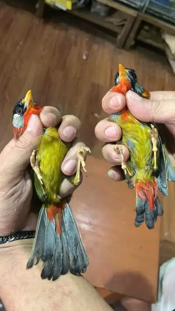 Pancawarna import body big purtotal