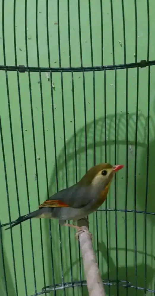 Burungrobin body big gacor mulus