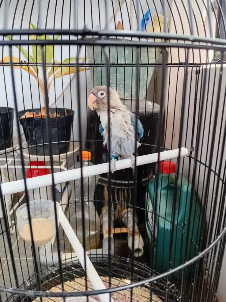 Lovebird anakan aman milet