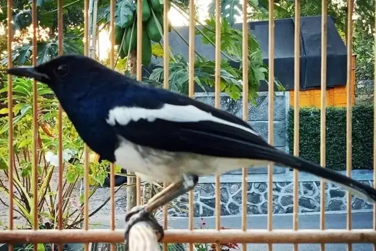 Kacer poci ex prestasi