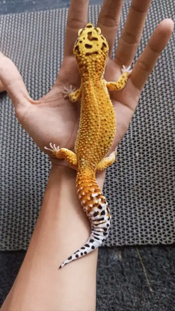Gecko Redstripe Jinak
