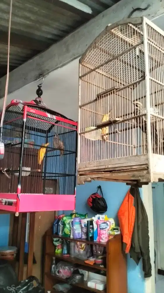 Cucak Rowo sepasang mapan