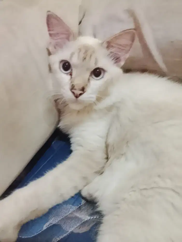 Open adopsi Kucing persia jantan