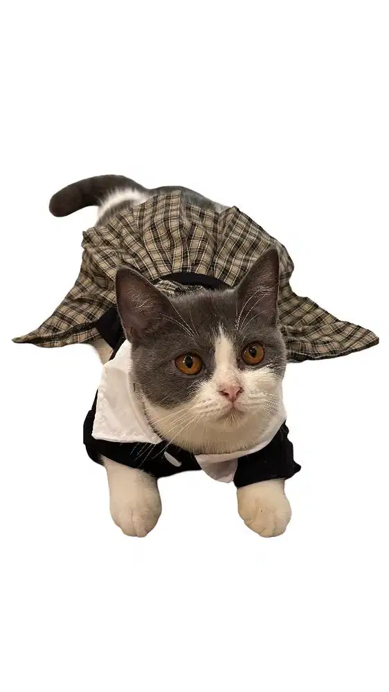 Kucing BSH Bicolour Blue