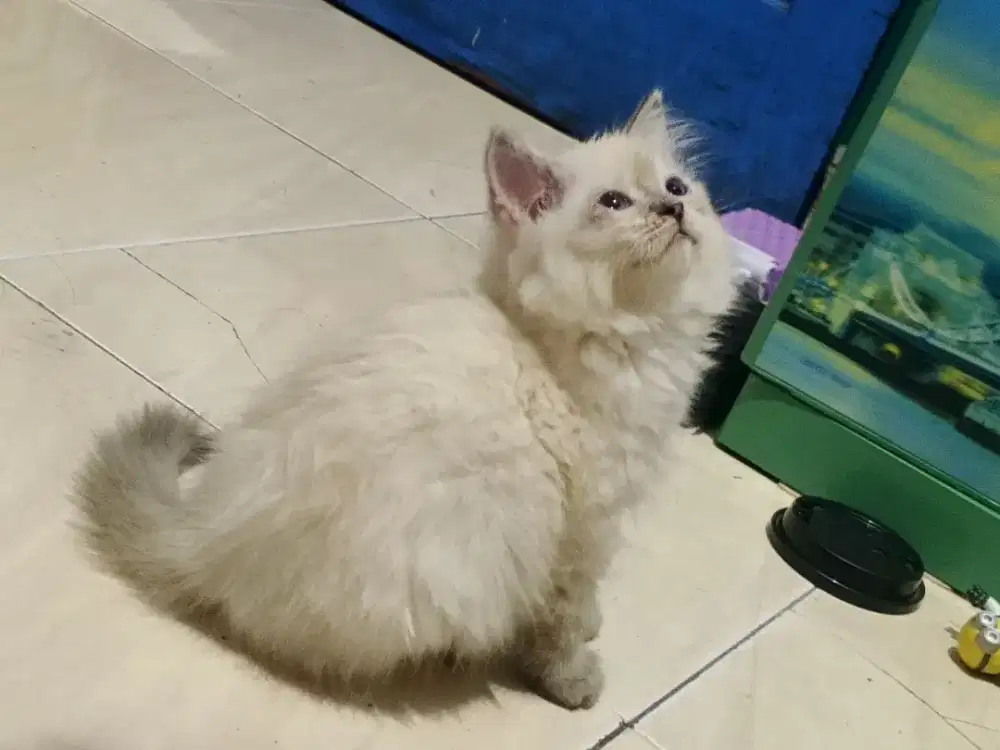 Kucung kitten himalaya
