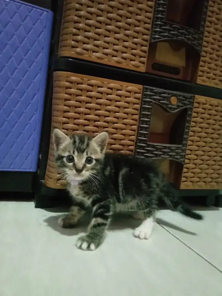 Lepas adopsi kitten mixdome