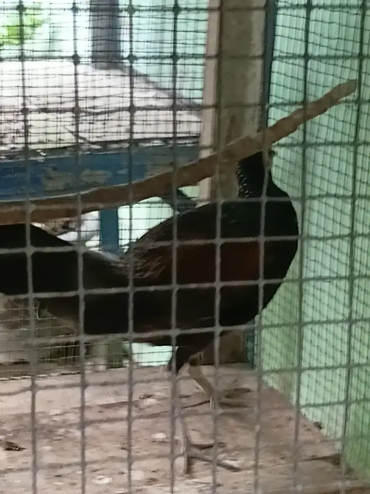 Ayam hijau dah kluruk