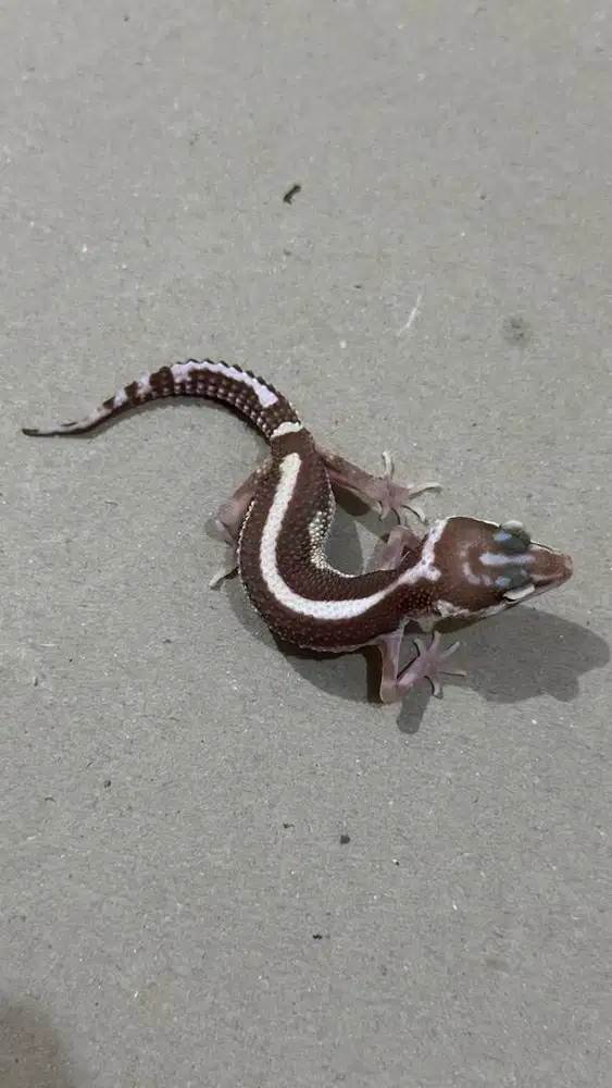 GECKO TREMPER BOLD STRIPE BETINA