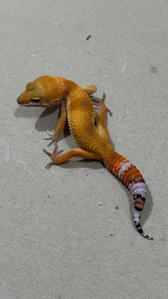 GECKO SHTCTB BETINA
