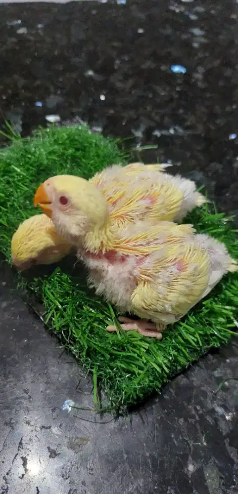 Lovebird non klep jinak2an