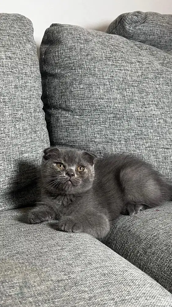 Anak kucing sf british shorthair murah pure